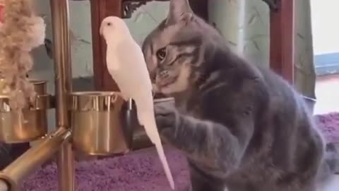 Cat pets parrot