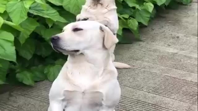 Funniest & cutest Labrador puppies