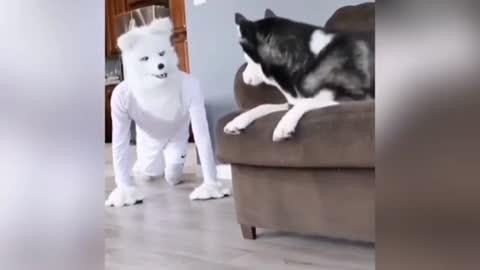 DOG PRANK