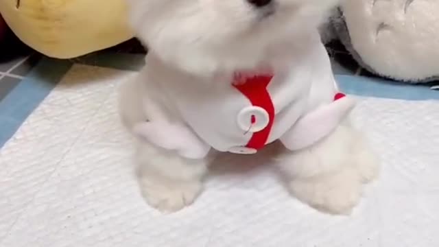 Best Cute Dog Funny Videos Compilation Chines Tik Tok