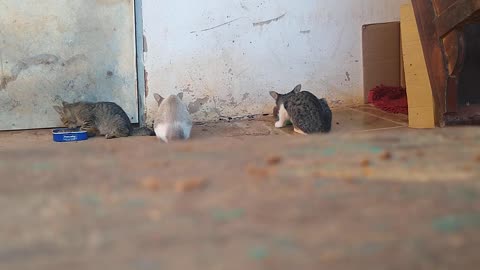 cute cats eating