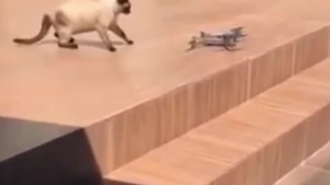 Funny Cat Scard To Drone