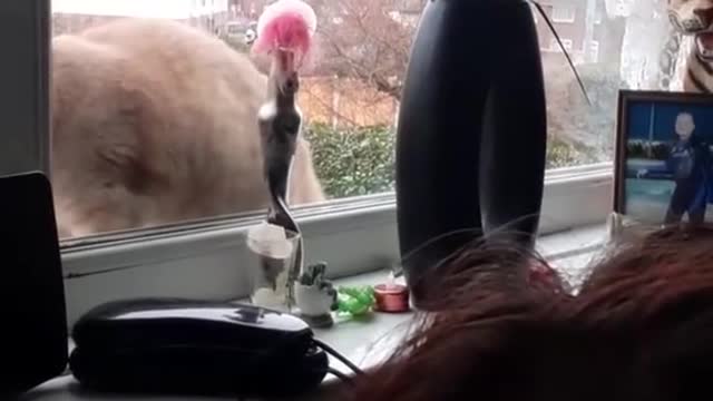 Drummer Kitty Tippy Taps on Window