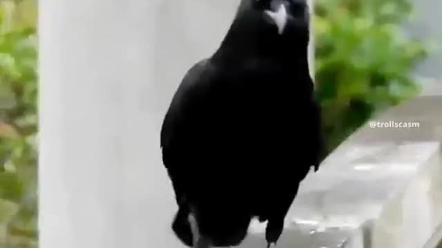 Cat-Walk of girls Vs Crow