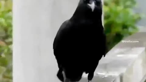 Cat-Walk of girls Vs Crow