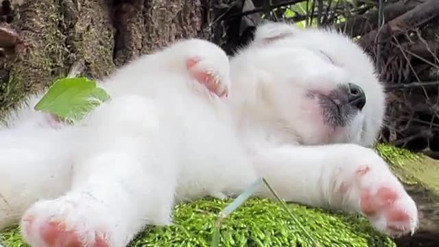 A dog I envy