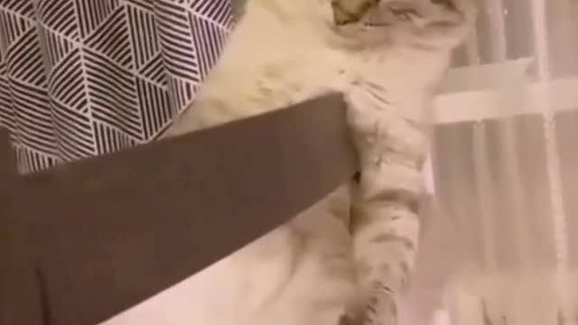 Try not to laugh - funny animals #9