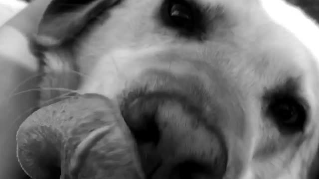 Black and white labrador has head scratched in owner's laugh