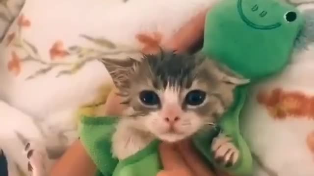 Funny cat and bath