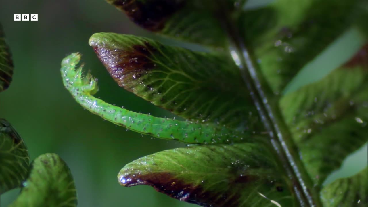 The Insects of Hawaii South Pacific BBC Earth