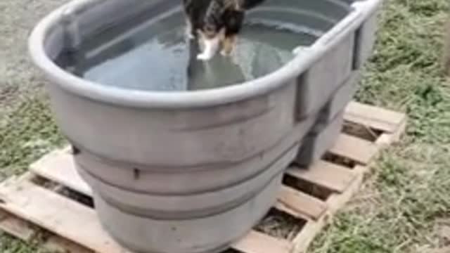 Miraculous footage shows 'Jesus cat' walking on water