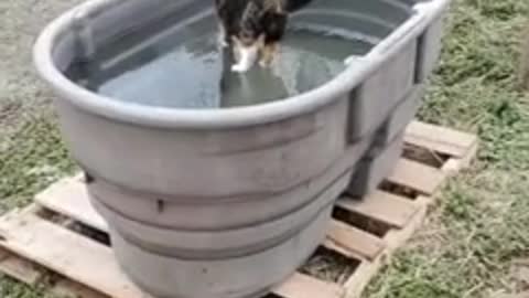 Miraculous footage shows 'Jesus cat' walking on water