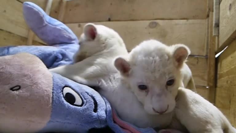 White lion cubs unveiled to the public