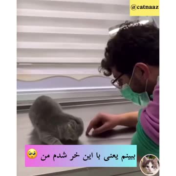 Vaccinating a distracted cat