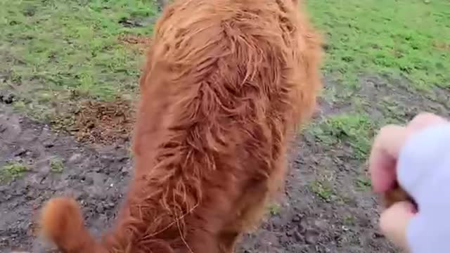 Highland cow runs for treats and it's too adorable!