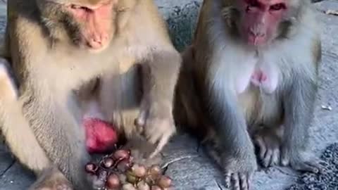 Lovely and Funny Monkey