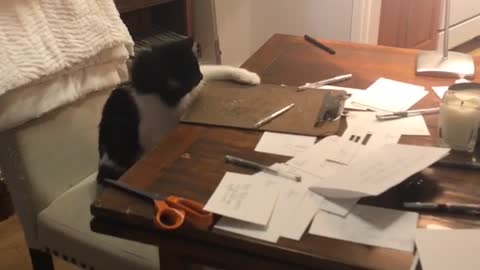 Black cat dropping pens from brown table.