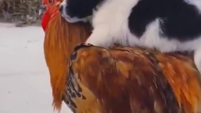 CUTE PUPPY&ROOSTER HEN FRIEND SHIP