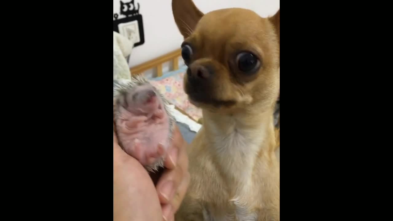 Look at the face that the puppy makes...
