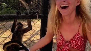 Monkeys Go For Sunglasses