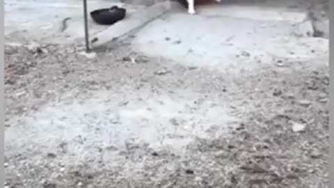 Chicken vs Dogs Fight _ Funny Fights