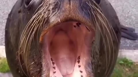 Funny Fish Eating