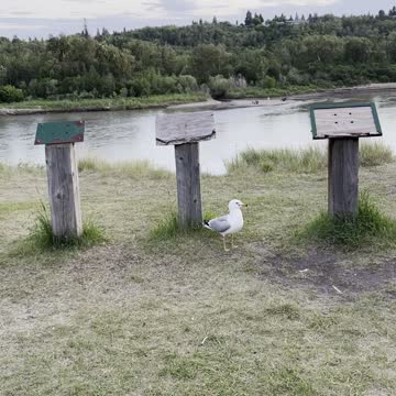 Seagulls compete for food