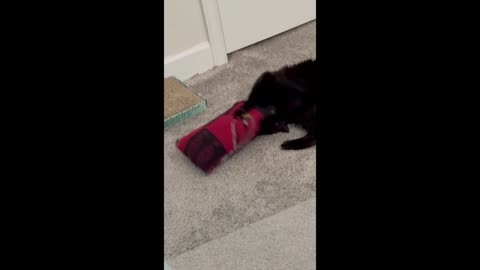 Adopting a Cat from a Shelter Vlog - Cute Precious Piper Show How to Capture Prey #cat #kitty