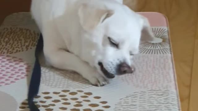 Puppy eating snacks at home