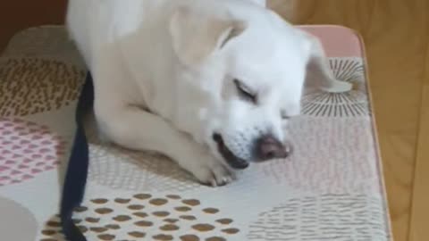 Puppy eating snacks at home