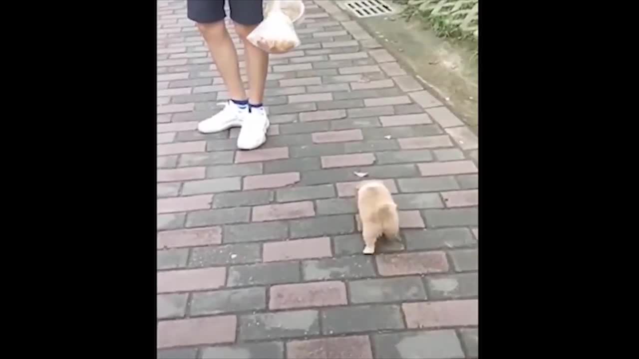 ๐ถ ๐พ๐ถ ๐พCute dogs epic battle ๐ถ ๐พ๐ถ ๐พ