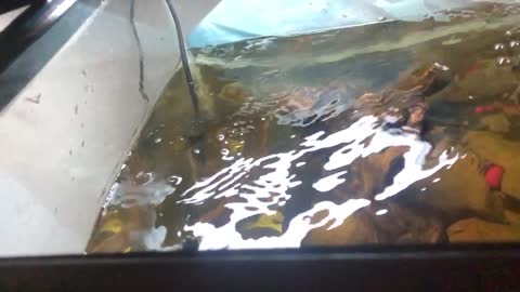 Large mouth topwater