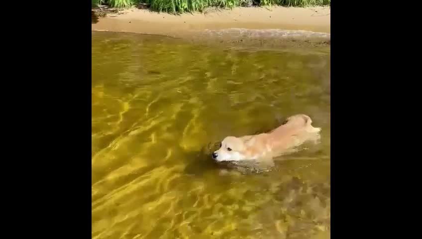 Corgi loves to swim