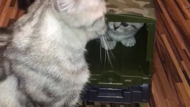 Mom cat playing with her baby kittens / So Funny kittens