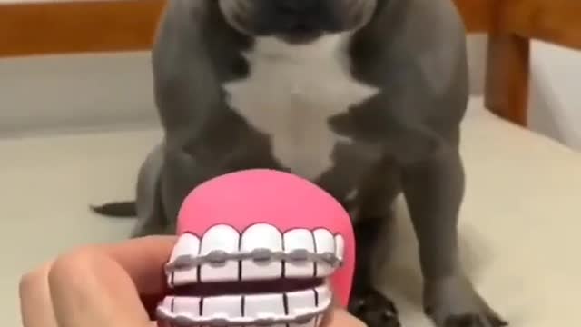 Cute pitbull scare with toy, shorts, viral, tiktok