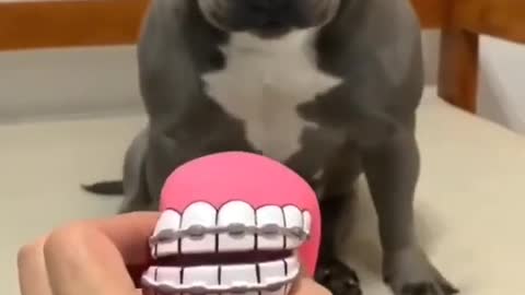 Cute pitbull scare with toy, shorts, viral, tiktok