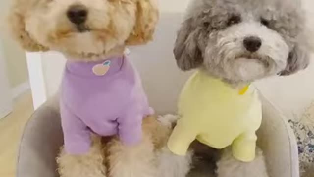 Funny Dog videos compilation 2021 || Dog funny tiktok