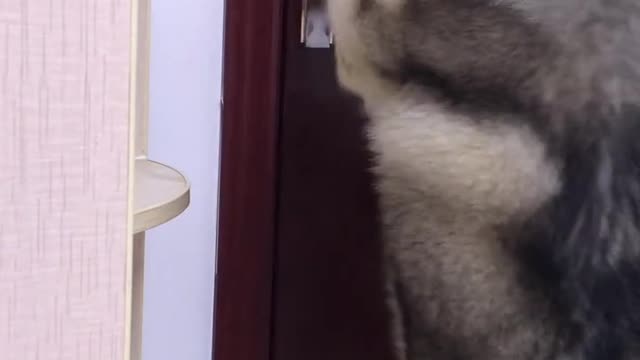 Will your dog open the door and go out?