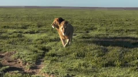 The most renowned wildlife reserves in the world | Serengeti National Park in Tanzania