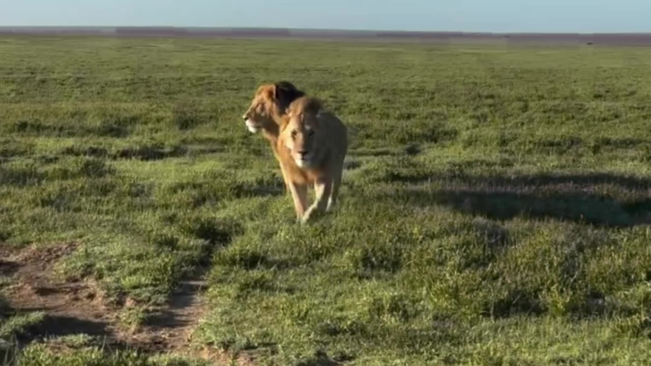 The most renowned wildlife reserves in the world | Serengeti National Park in Tanzania