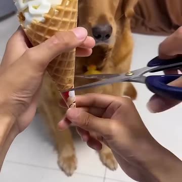 He's not stupid 😂❤