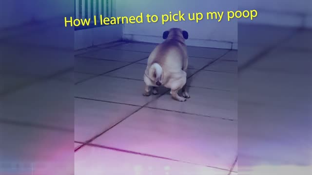 How I learned to pick up my poop 😂