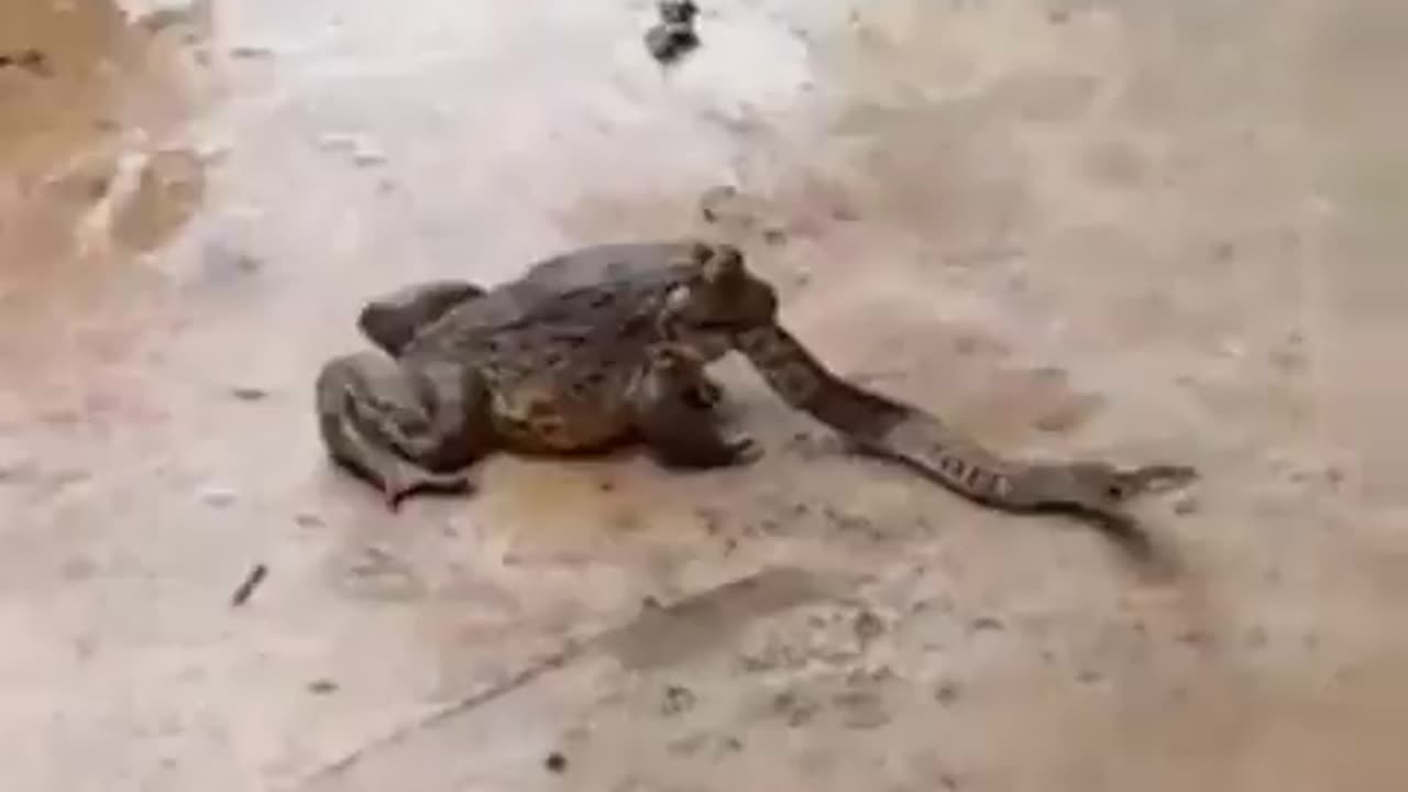 Cat Attacks Snake Being Eaten By A Frog