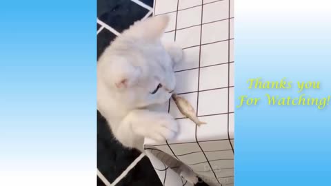 Funny cat video