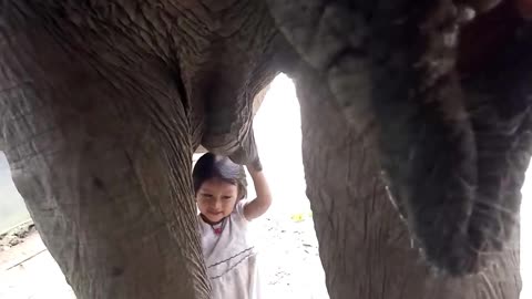 A little girl trying to eat elephant milk