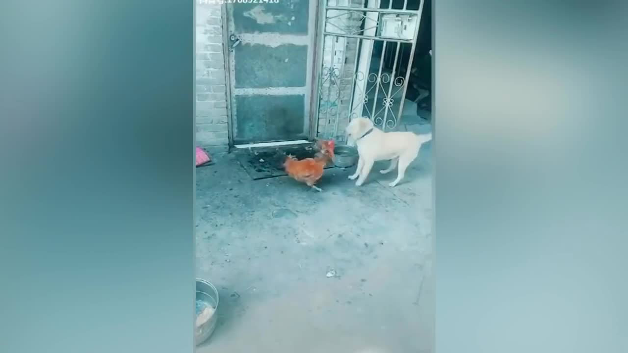 Chicken VS DOG FIGHT funny dog fight #4