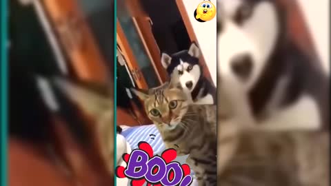 cut and funny of cat & dog