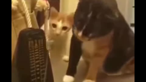 Cute cats shorts video