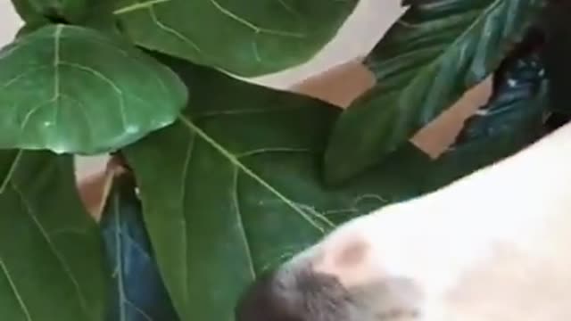 Dog drinking from spray bottle