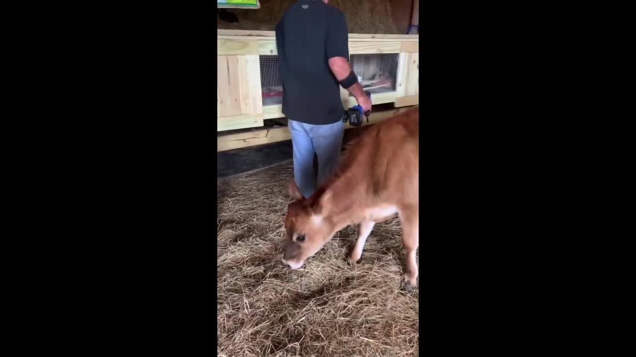 Overly-Attached Cow